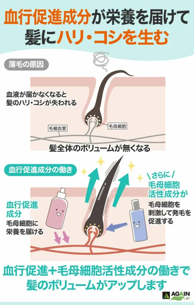 血行促進成分が髪をぼゆーむアップする